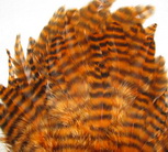 ������� ���� Hen feathers ������ ���������